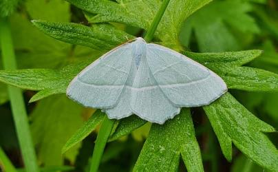 Lenke til artikkel: Artsjakt og årets naturmangfoldsbilde